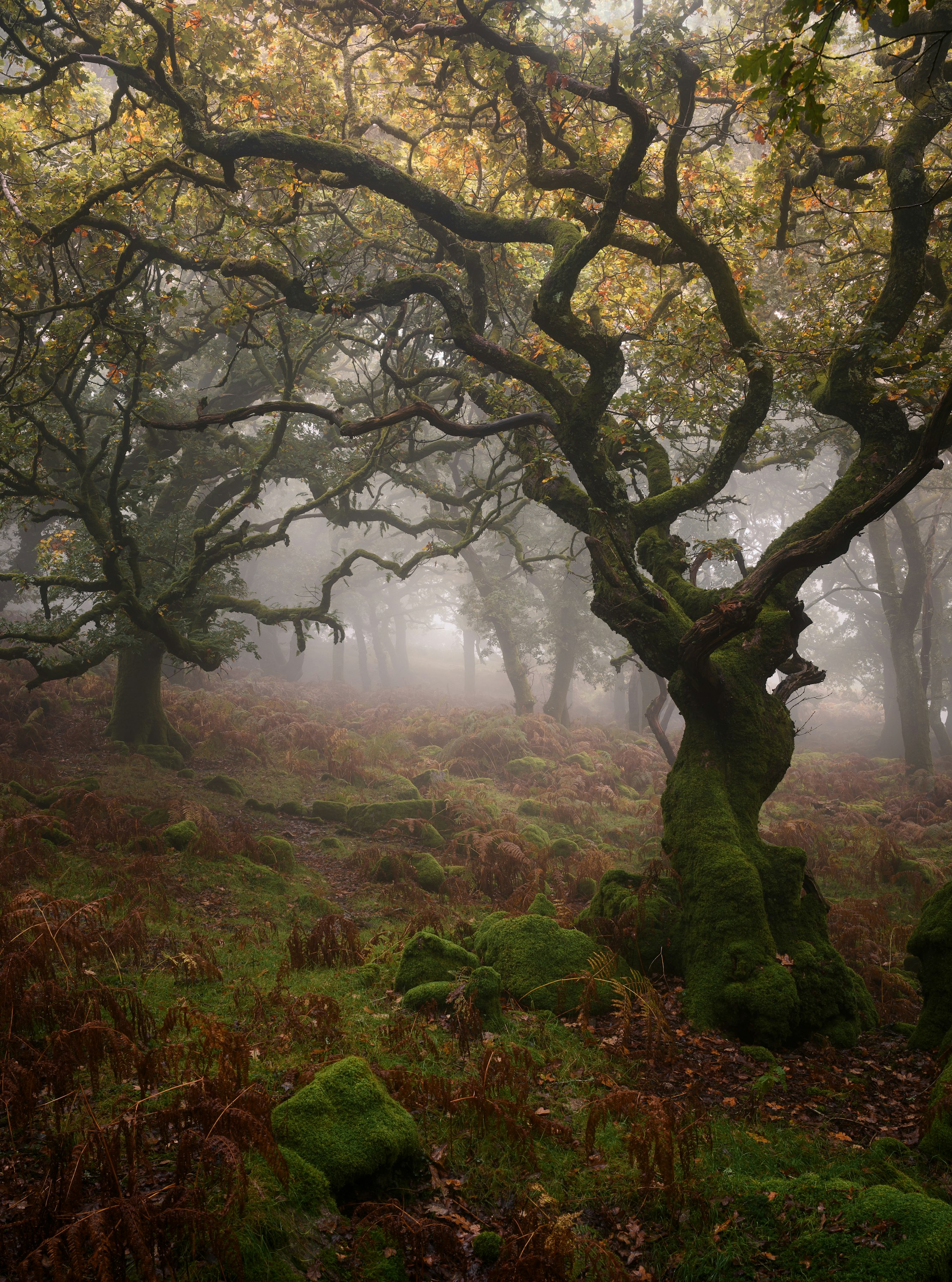 A Dartmoor Dream