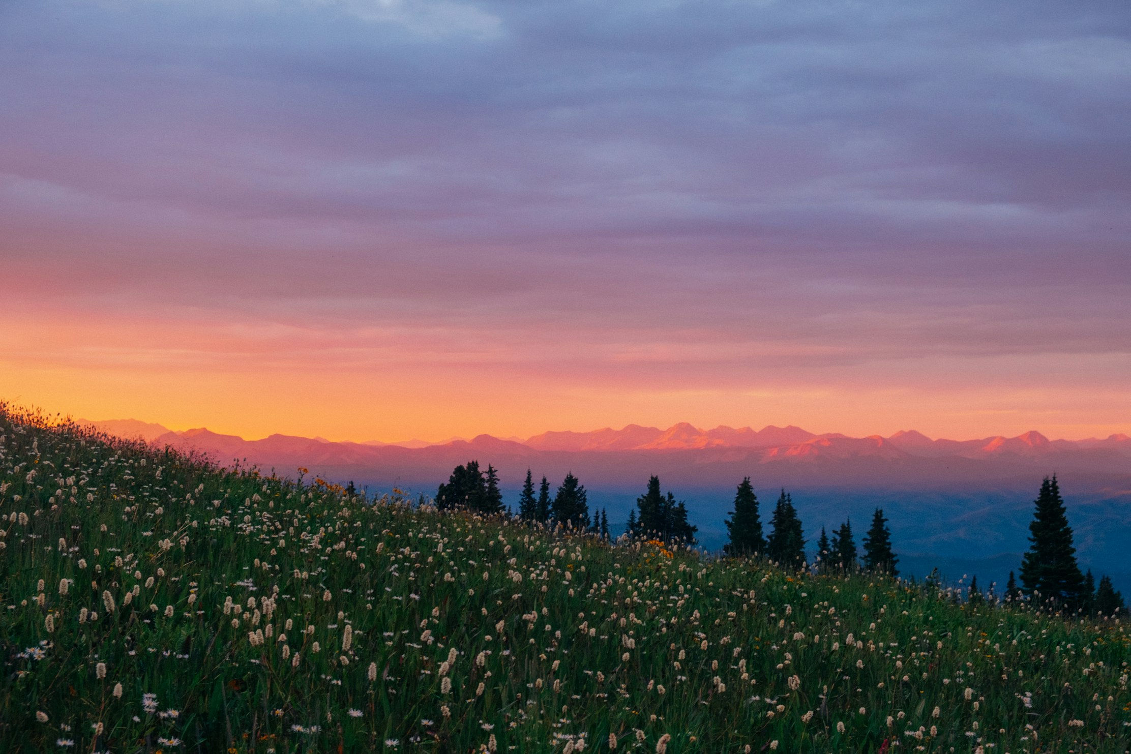 where the wildflowers grow