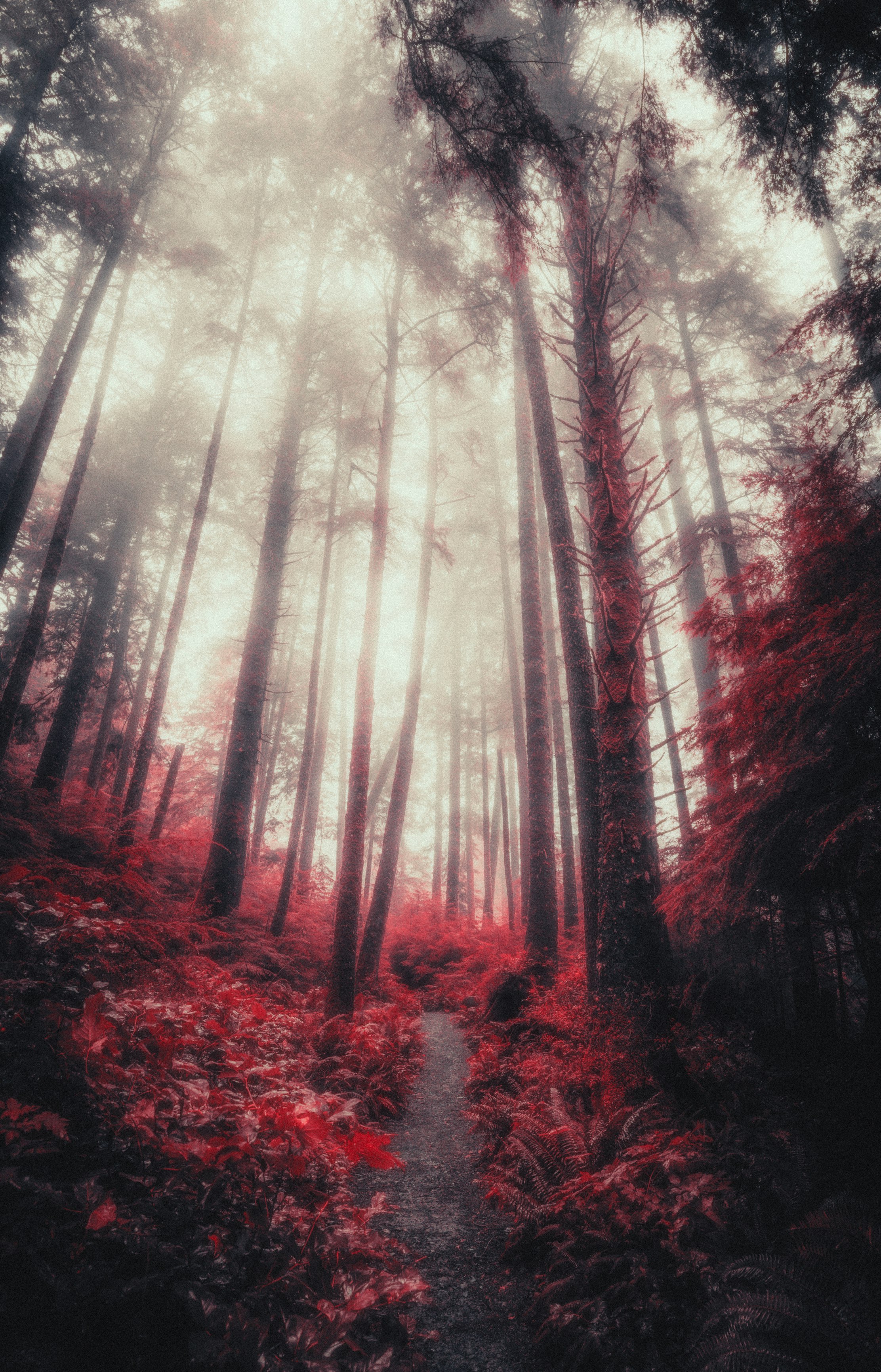 Anomalies II: Mist and Mystery