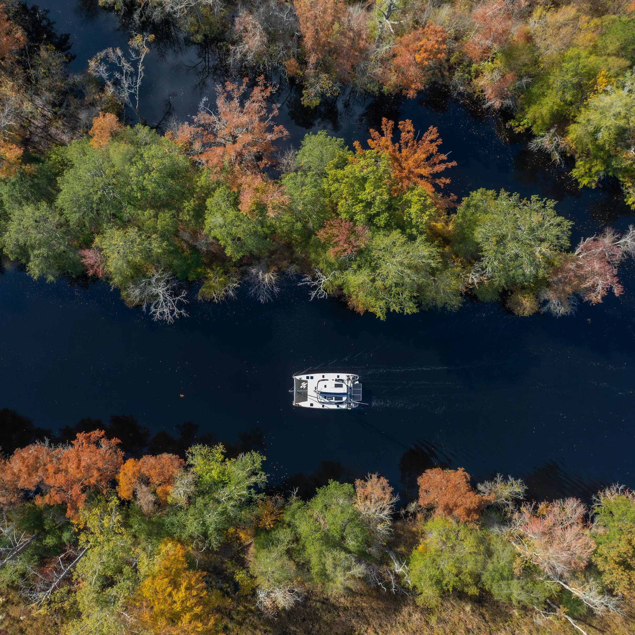 The Great Dismal Swamp